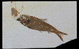 Knightia Fossil Fish - Wyoming #59237-1